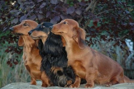 TEKEL GERMAN STANDARD CU PAR SCURT